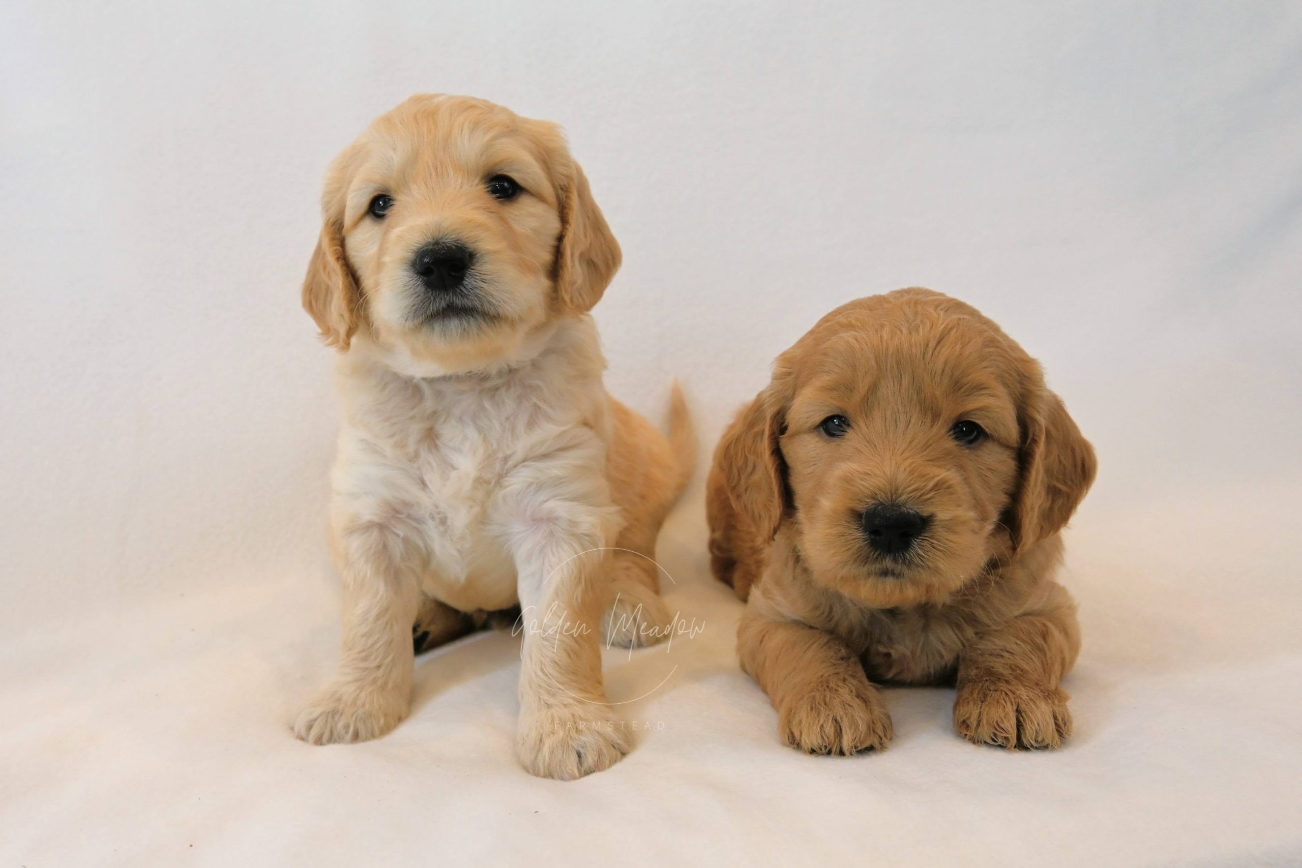 Cute Goldendoodle Puppy