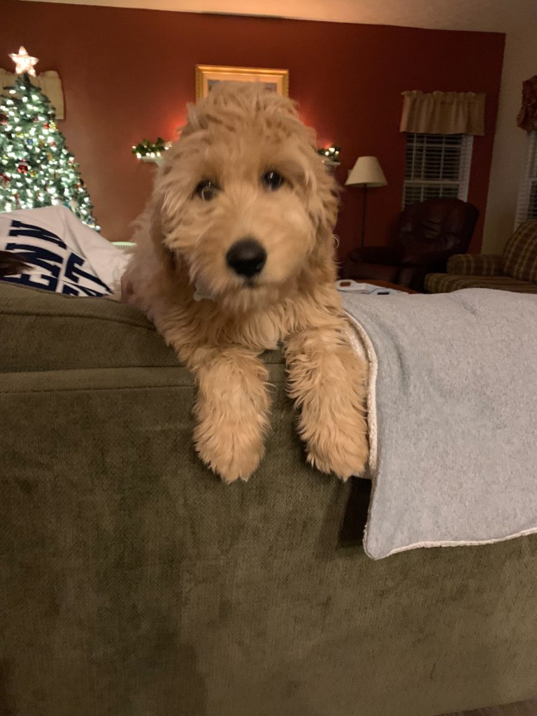 Cute Goldendoodle Puppy