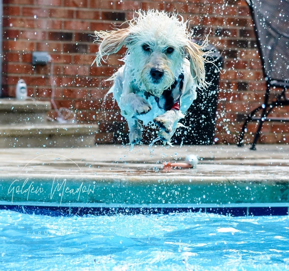 Goldendoodle Swimming in Swimming Pool