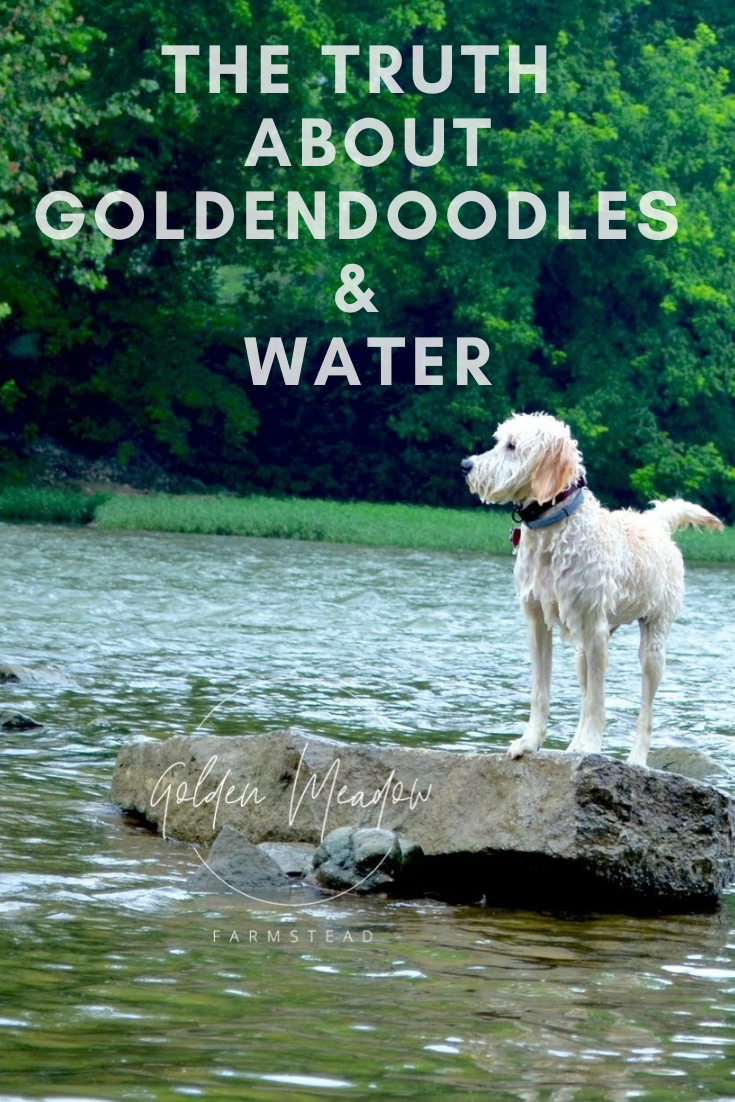 Can Goldendoodles Swim?