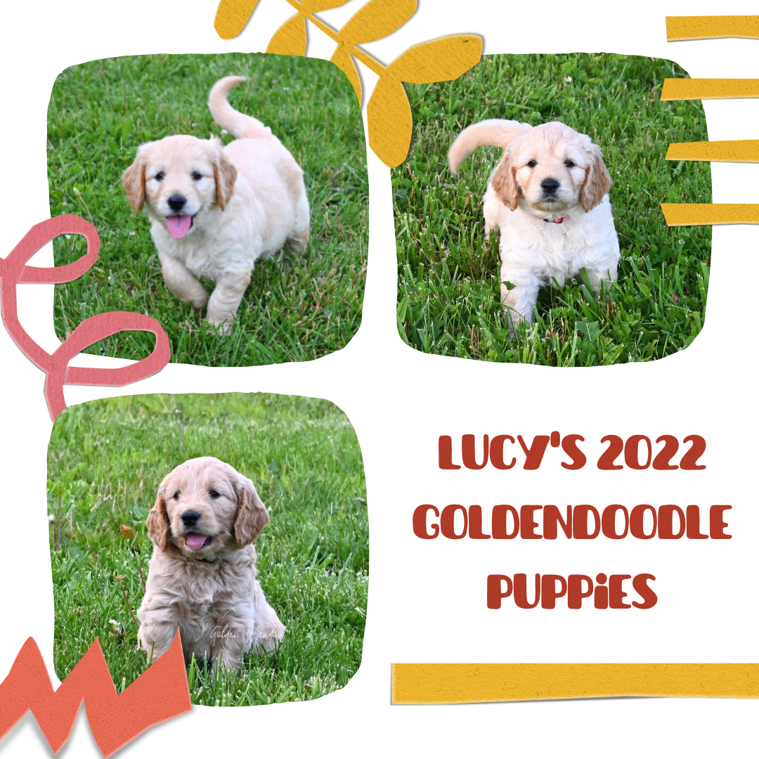 Lucy’s Spring 2022 Goldendoodle Puppies