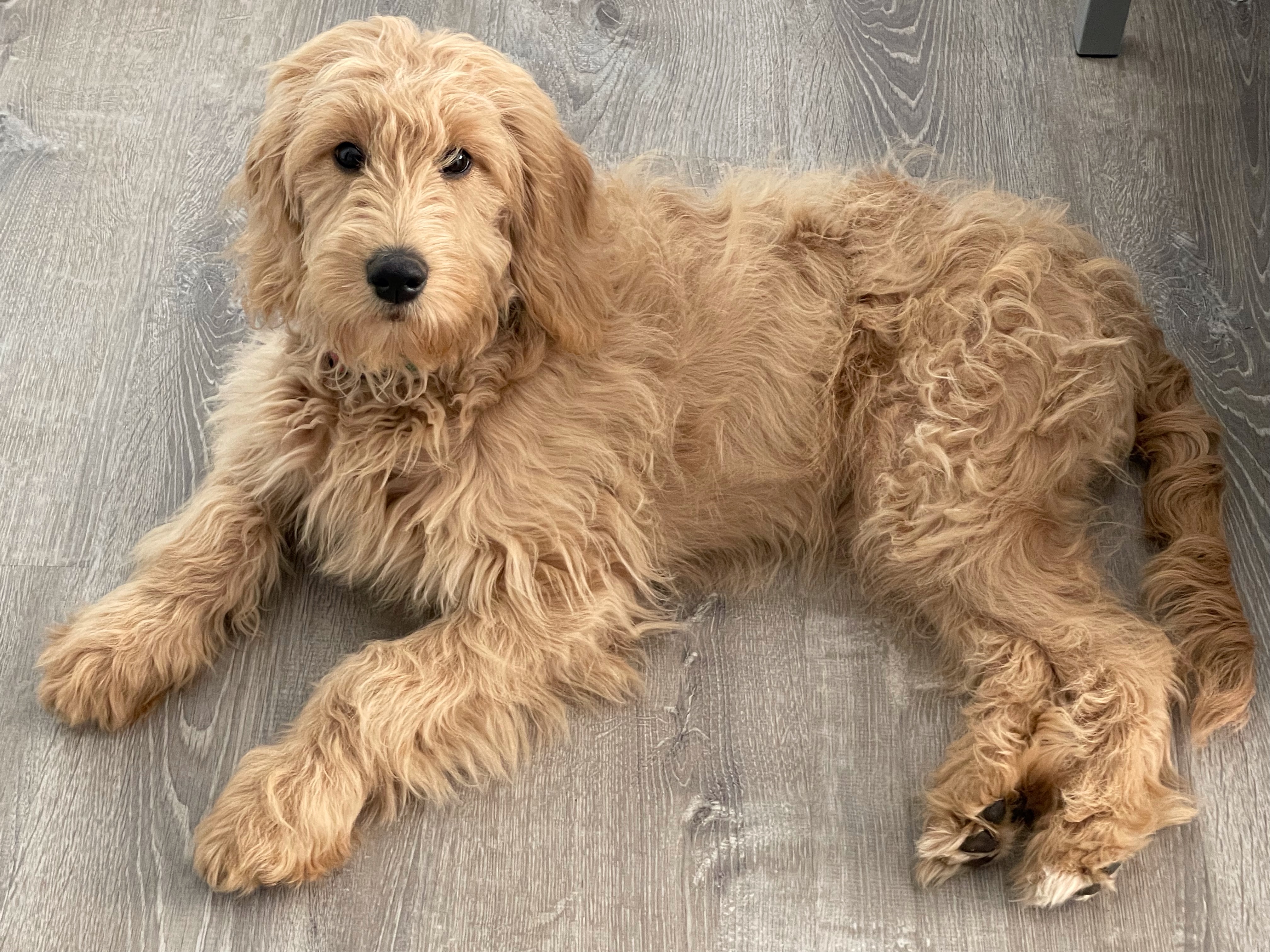 Cute Goldendoodle Puppy