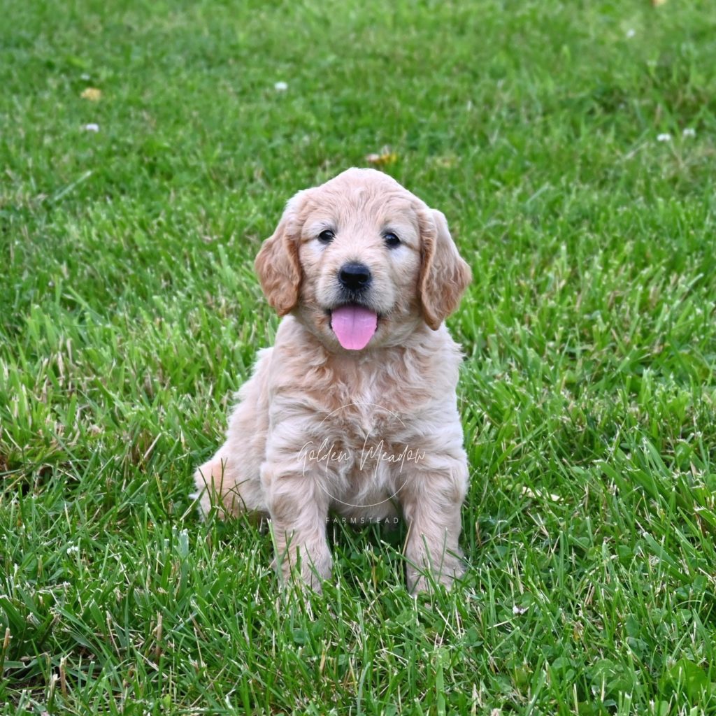 Medium F1 Goldendoodle Puppy