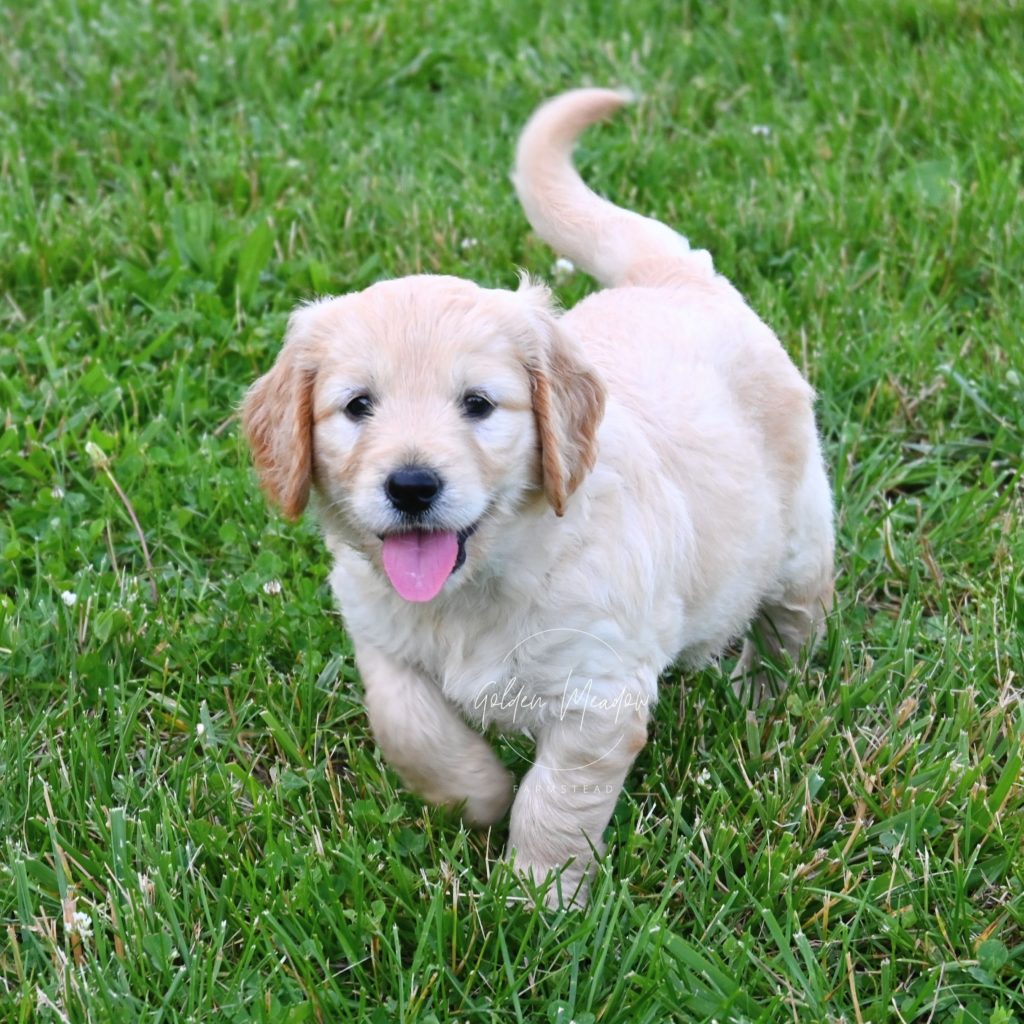 Medium F1 Goldendoodle Puppy