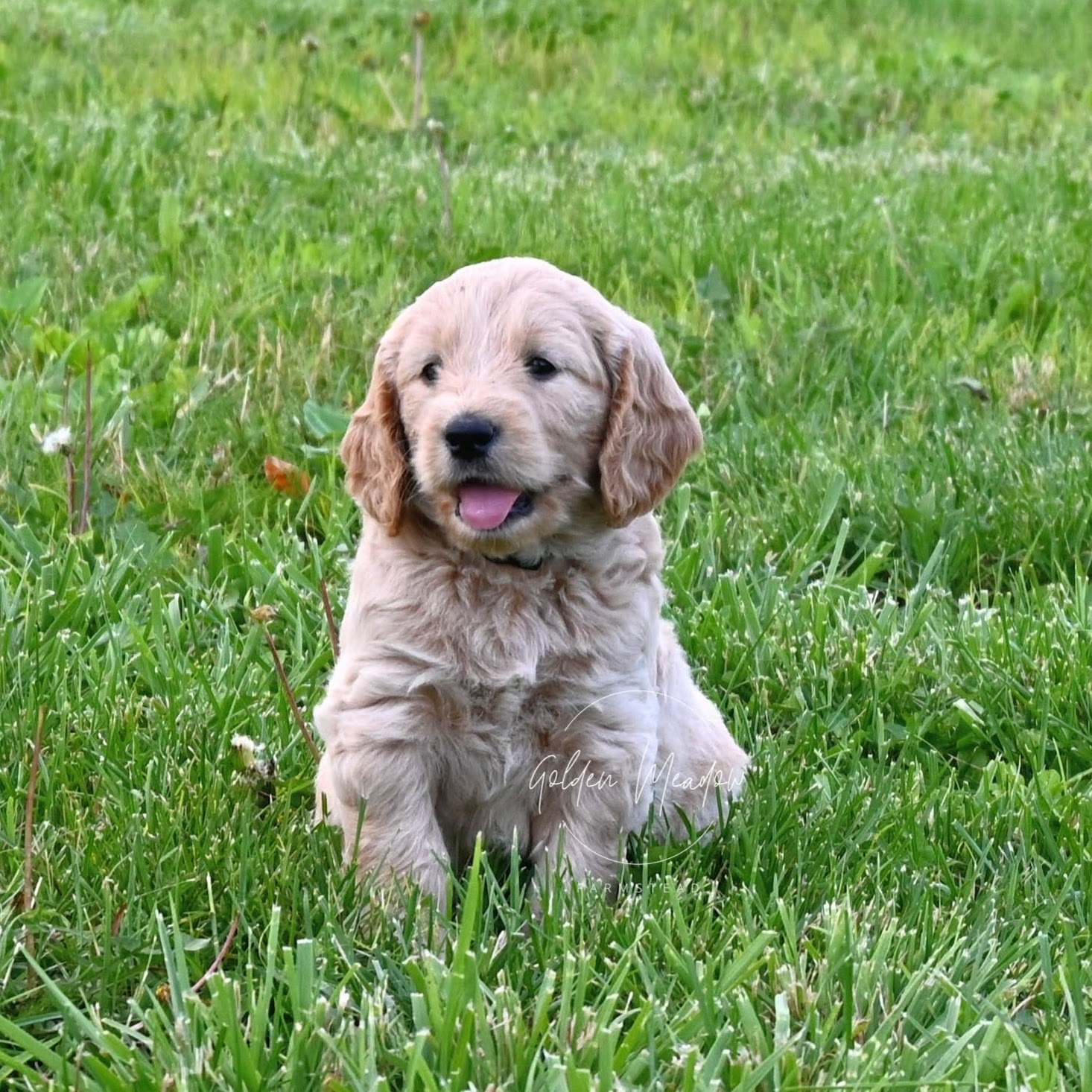 Medium F1 Goldendoodle Puppy