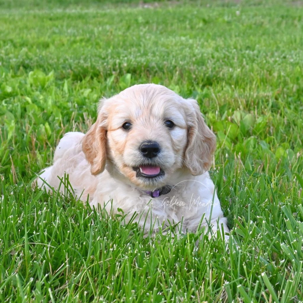 Medium F1 Goldendoodle Puppy