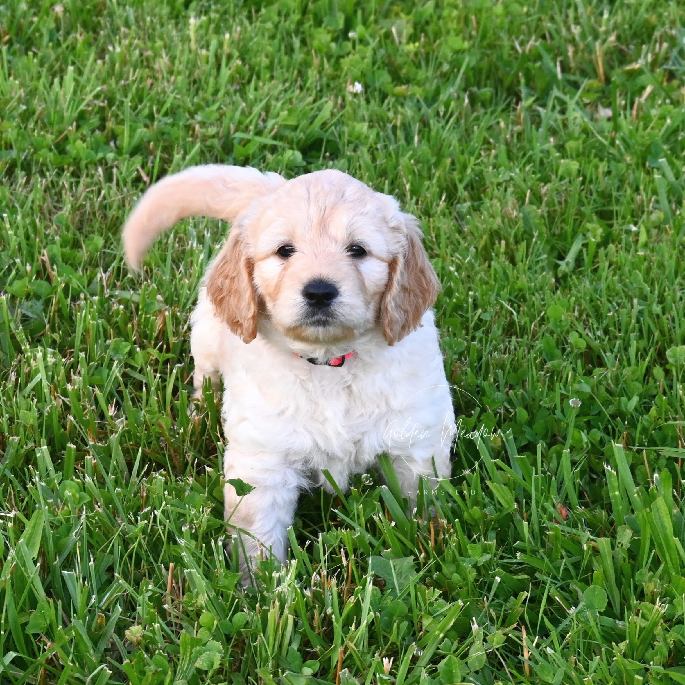 Medium F1 Goldendoodle Puppy