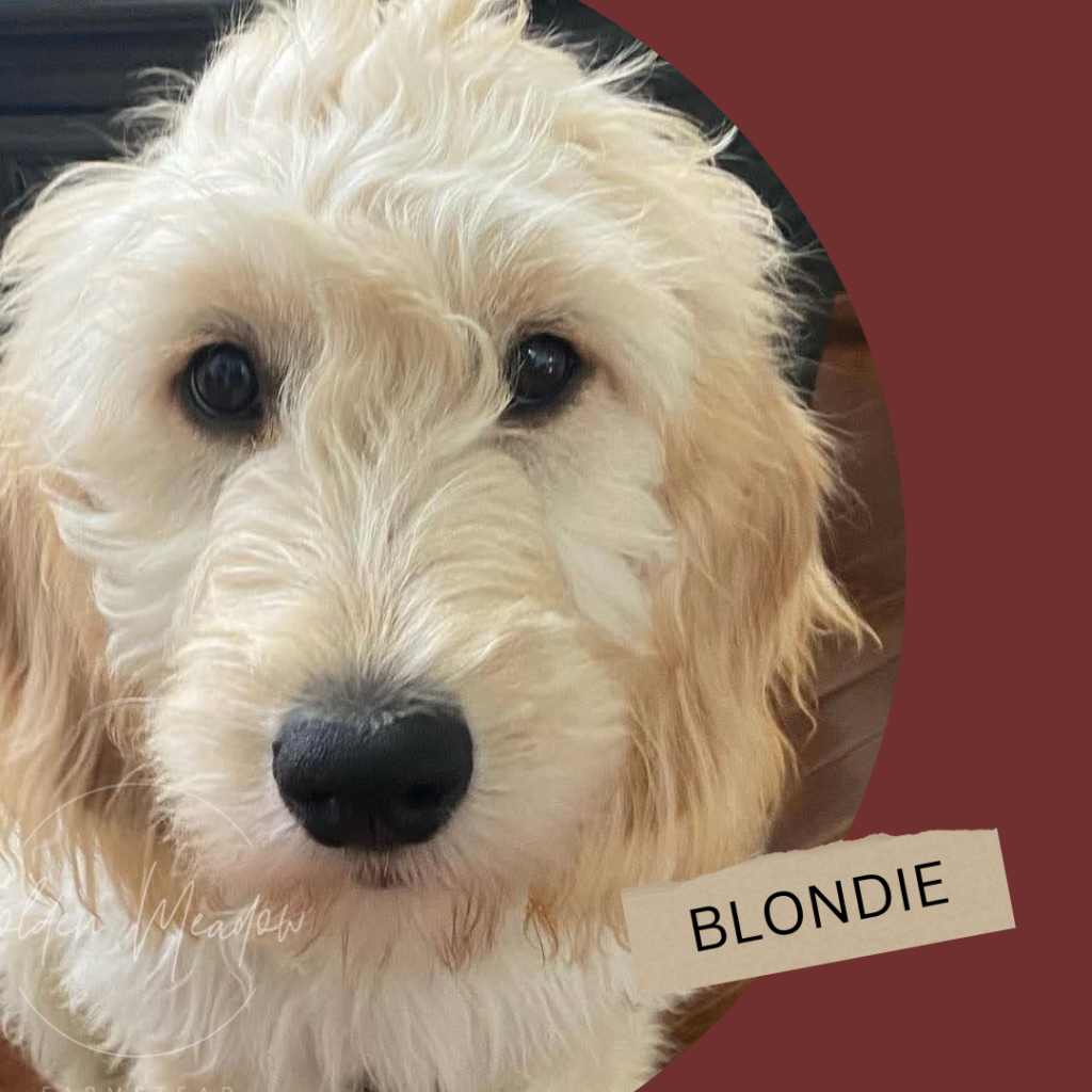 A cream goldendoodle puppy