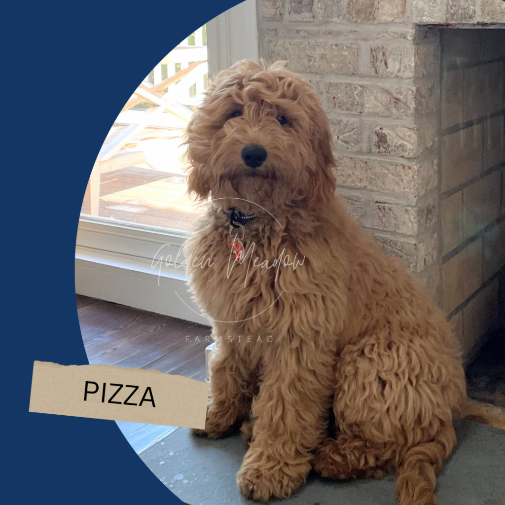 A light brown goldendoodle puppy