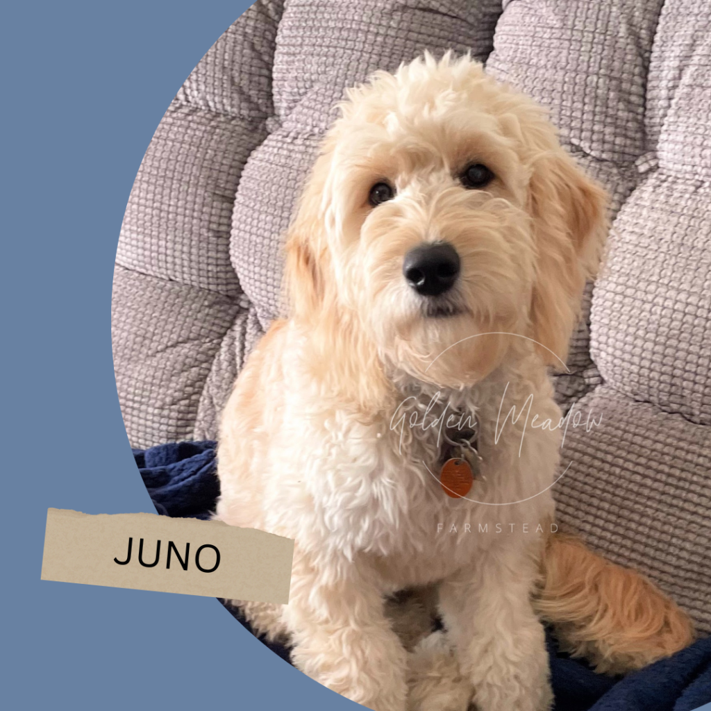 A cream goldendoodle puppy