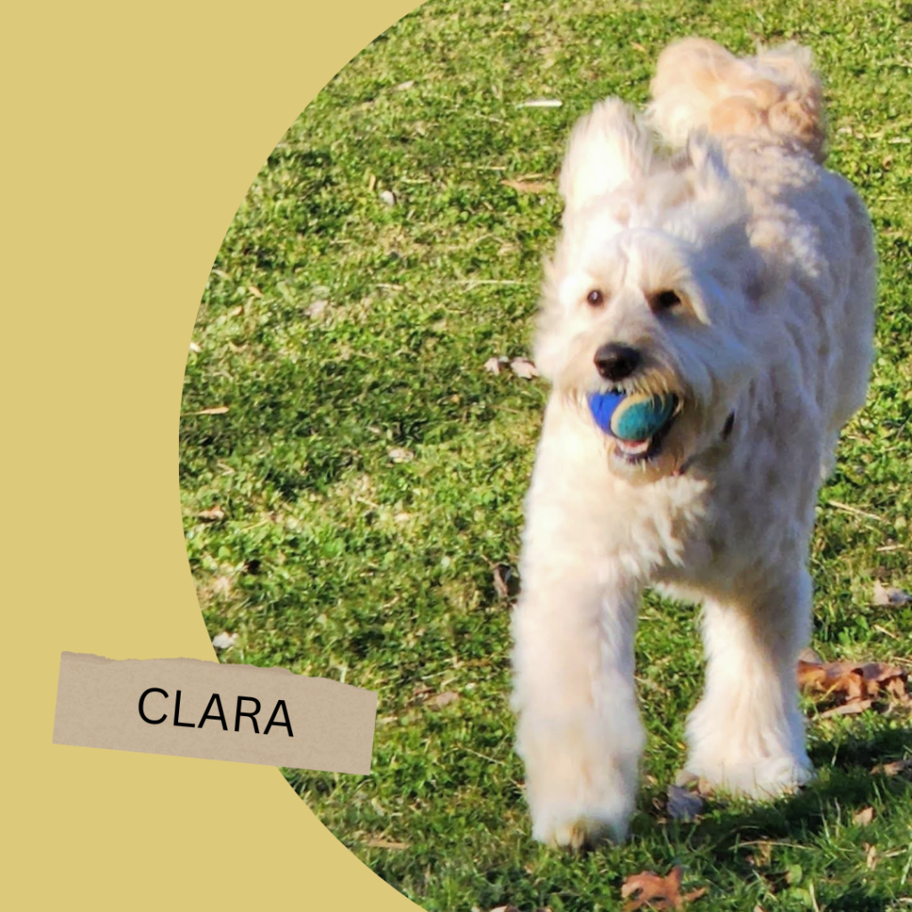 A cream goldendoodle puppy