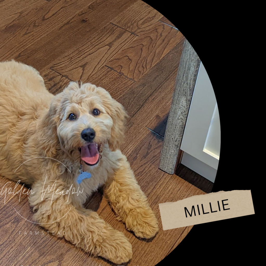 A light brown goldendoodle puppy