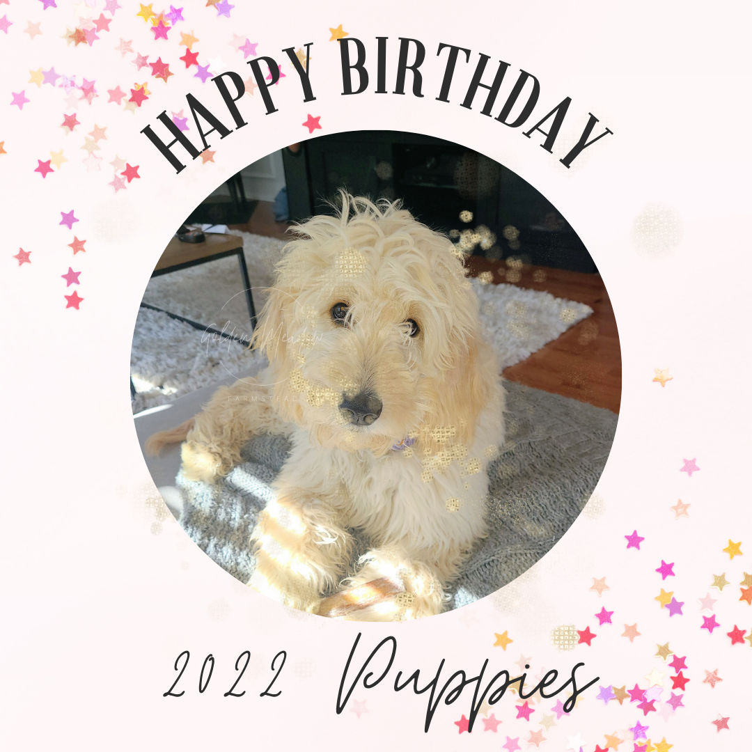 2022 Puppies’ (1/2) Birthday Update